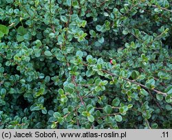 Cotoneaster congestus