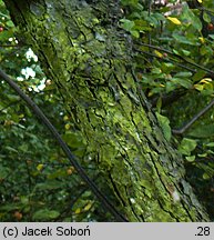 Malus sargentii (jabłoń Sargenta)