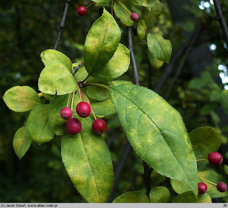 Malus sargentii (jabłoń Sargenta)