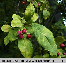 Malus sargentii (jabłoń Sargenta)