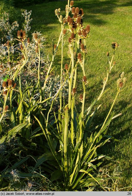 Eryngium agavifolium (mikołajek agawolistny)