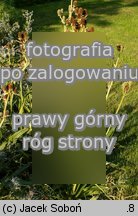 Eryngium agavifolium (mikołajek agawolistny)