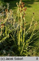 Eryngium agavifolium (mikołajek agawolistny)