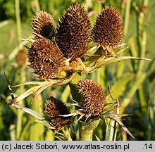 Eryngium agavifolium (mikołajek agawolistny)