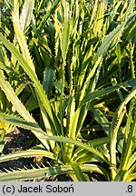 Eryngium agavifolium (mikołajek agawolistny)