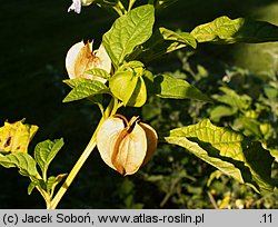 Nicandra physalodes (nikandra miechunkowa)