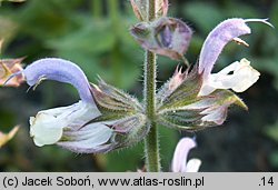 Salvia sclarea (szałwia muszkatołowa)