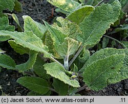 Salvia sclarea (szałwia muszkatołowa)