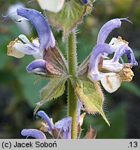 Salvia sclarea (szałwia muszkatołowa)