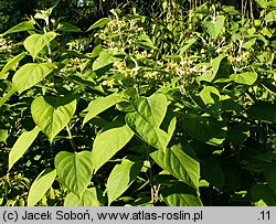 Clerodendrum trichotomum (szczęślin trójdzielny)