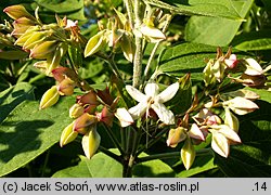 Clerodendrum trichotomum (szczęślin trójdzielny)