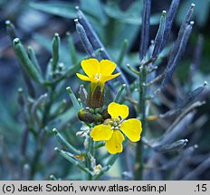 Erysimum pulchellum (pszonak nadobny)