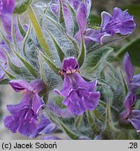 Stachys lavandulifolia (czyściec lawendolistny)