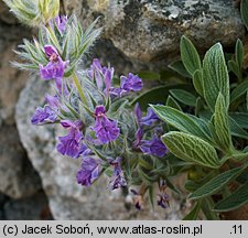 Stachys lavandulifolia (czyściec lawendolistny)