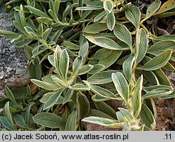 Stachys lavandulifolia (czyściec lawendolistny)