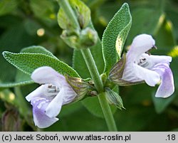 Salvia officinalis (szałwia lekarska)