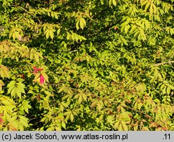 Euonymus alatus (trzmielina oskrzydlona)