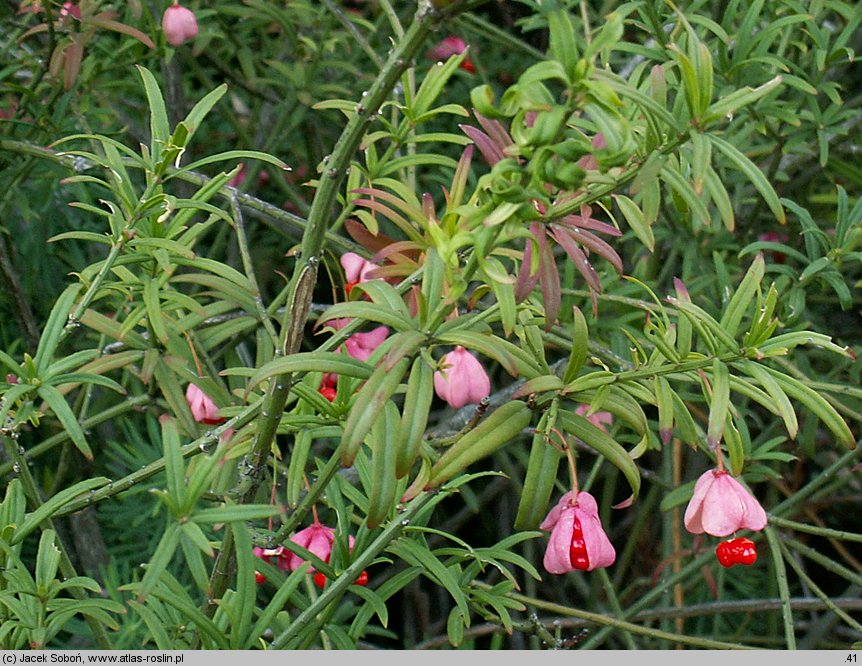 Euonymus nanus (trzmielina niska)