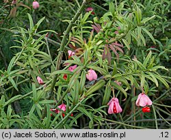 Euonymus nanus (trzmielina niska)