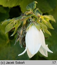 Campanula alliariifolia (dzwonek czosnaczkowaty)