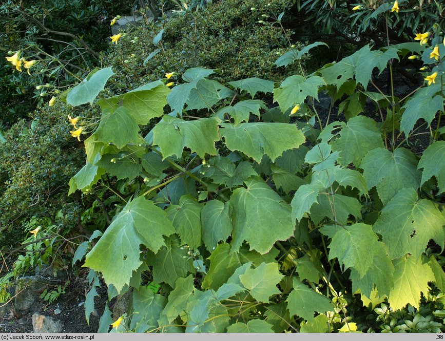 Kirengeshoma palmata (kirengeszoma dłoniasta)