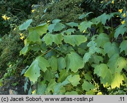 Kirengeshoma palmata (kirengeszoma dłoniasta)