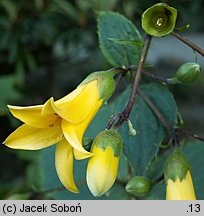 Kirengeshoma palmata (kirengeszoma dłoniasta)