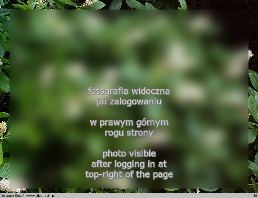 Clethra alnifolia (orszelina olcholistna)
