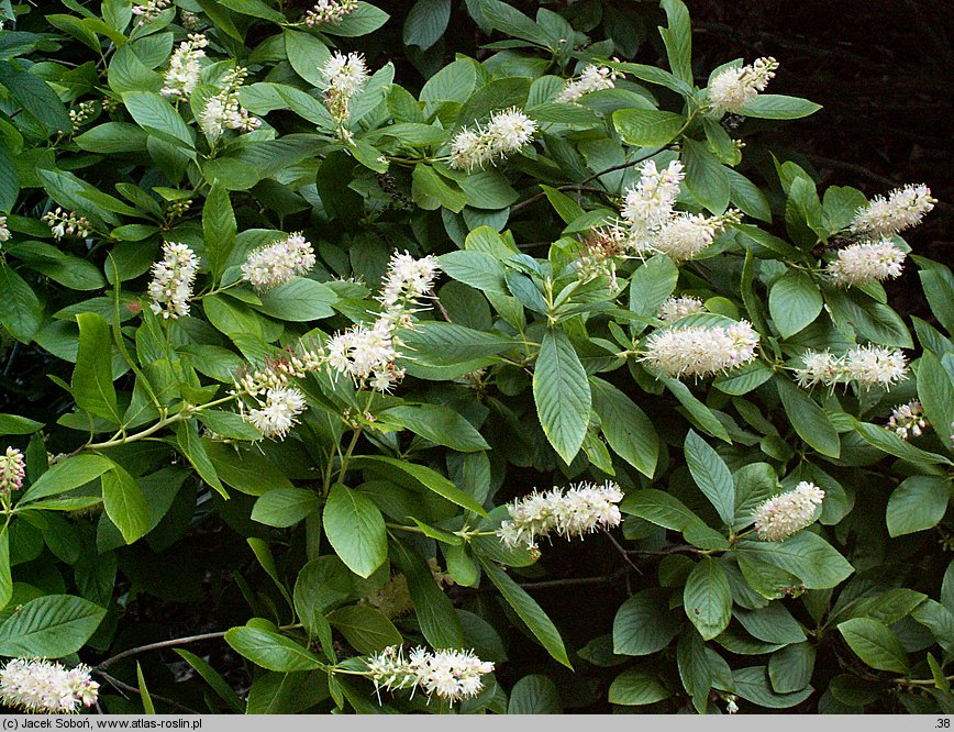 Clethra alnifolia (orszelina olcholistna)