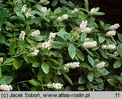 Clethra alnifolia (orszelina olcholistna)