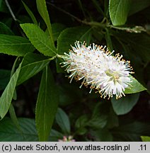 Clethra alnifolia (orszelina olcholistna)