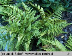 Dryopteris erythrosora (nerecznica czerwonozawijkowa)