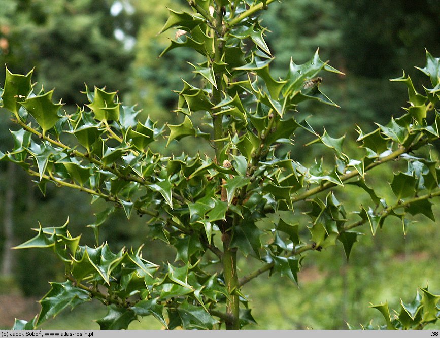 Ilex bioritsensis