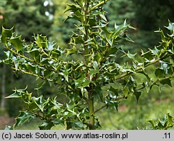 Ilex bioritsensis