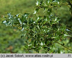 Ilex bioritsensis