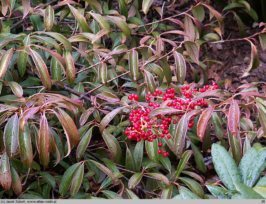 Viburnum henryi (kalina Henry'ego)