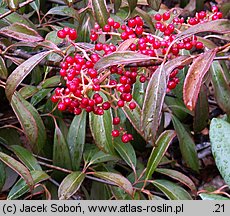 Viburnum henryi (kalina Henry'ego)