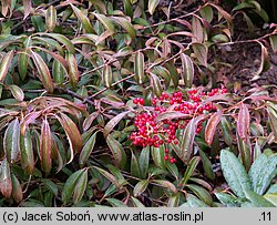 Viburnum henryi (kalina Henry'ego)