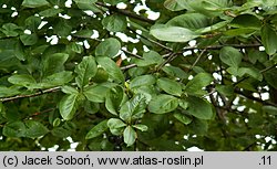 Aronia ×prunifolia (aronia śliwolistna)