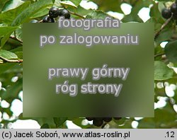 Aronia Ã—prunifolia (aronia Å›liwolistna)