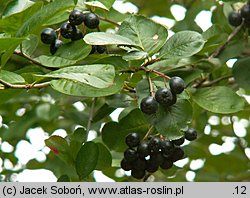 Aronia ×prunifolia (aronia śliwolistna)