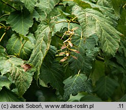 Acer davidii ssp. grosseri (klon Grossera)