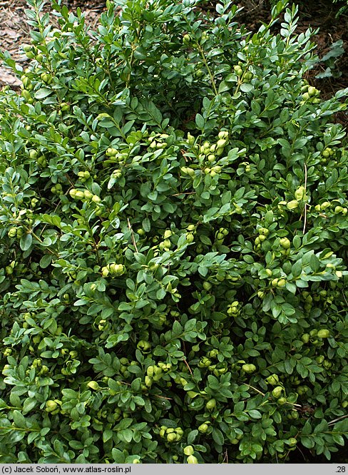 Buxus microphylla Green Pillow