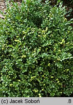 Buxus microphylla Green Pillow