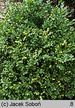 Buxus microphylla Green Pillow