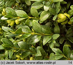 Buxus microphylla Green Pillow