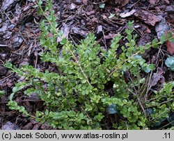 Buxus microphylla (bukszpan drobnolistny)