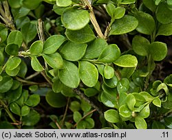 Buxus microphylla (bukszpan drobnolistny)