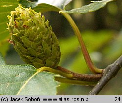 Betula xcoerulea