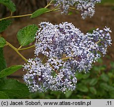 Ceanothus xdelilianus